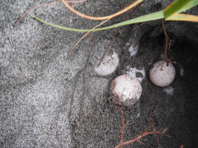 初産卵で確認されたアカウミガメの卵