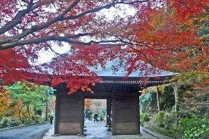 普門寺の紅葉