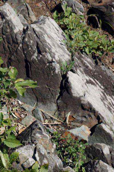 角閃石片岩の露頭の写真
