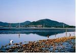 白鳥が来る汐川干潟の写真