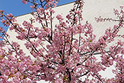 河津桜の画像