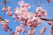 「河津桜」の写真