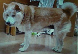 犬の写真86