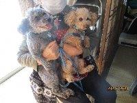 犬の写真93-3