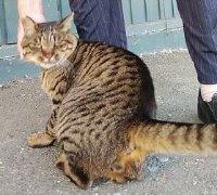 猫の写真153-a