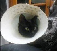 猫の写真153-b