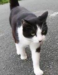 猫の写真153-c