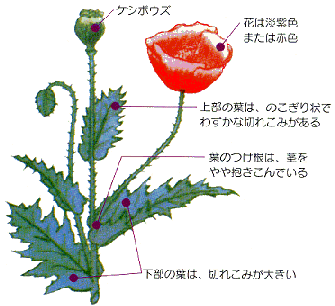 ケシ の 花