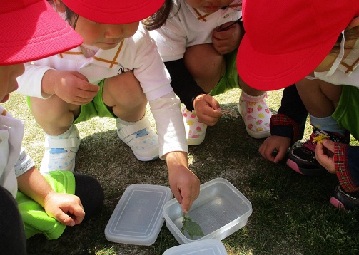 ３歳児が虫を見ているところ