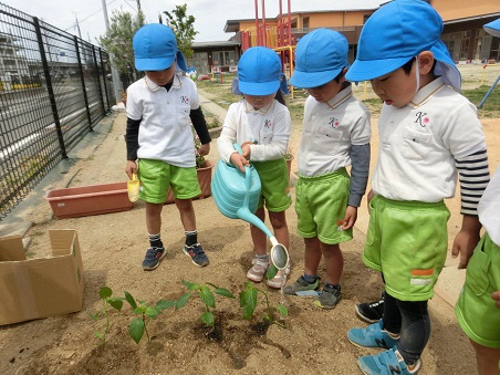 ５歳児が畑の野菜に水やりしているところ