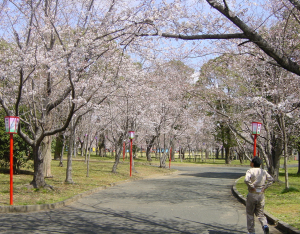 mukai