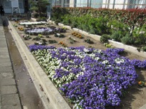 学校花壇の整備の画像