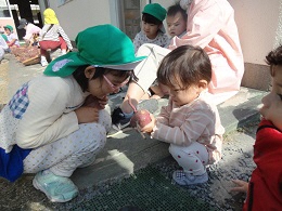 おいもひよこ