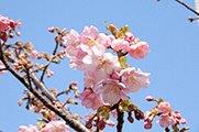 河津桜の写真