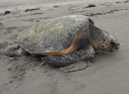 表浜海岸のアカウミガメ