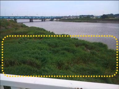 梅田川河口部で確認されたヒガタアシの群落（平成23年年10月撮影）